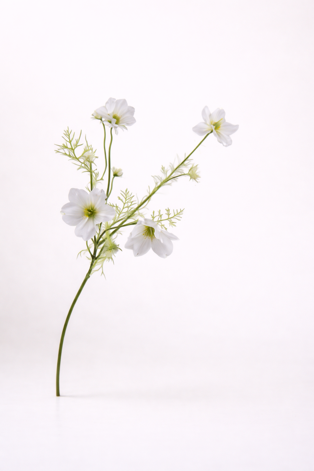 מגנוליה לבנה