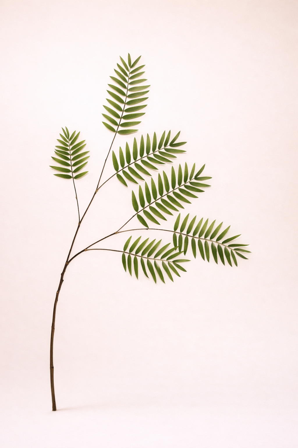 ענף עלי שרך