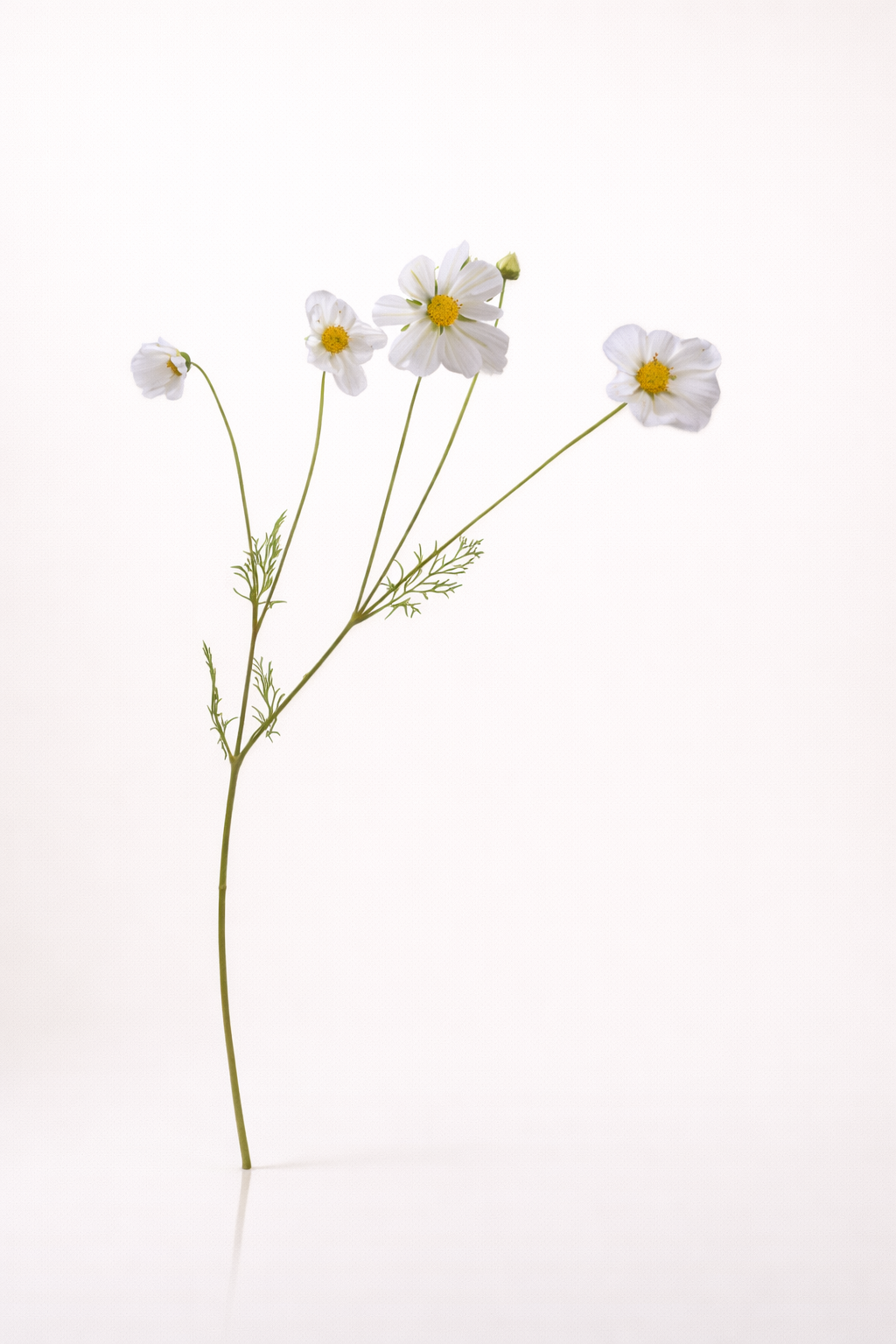 קמפנולה לבנה