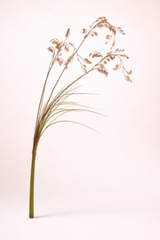 ענף עשב חום