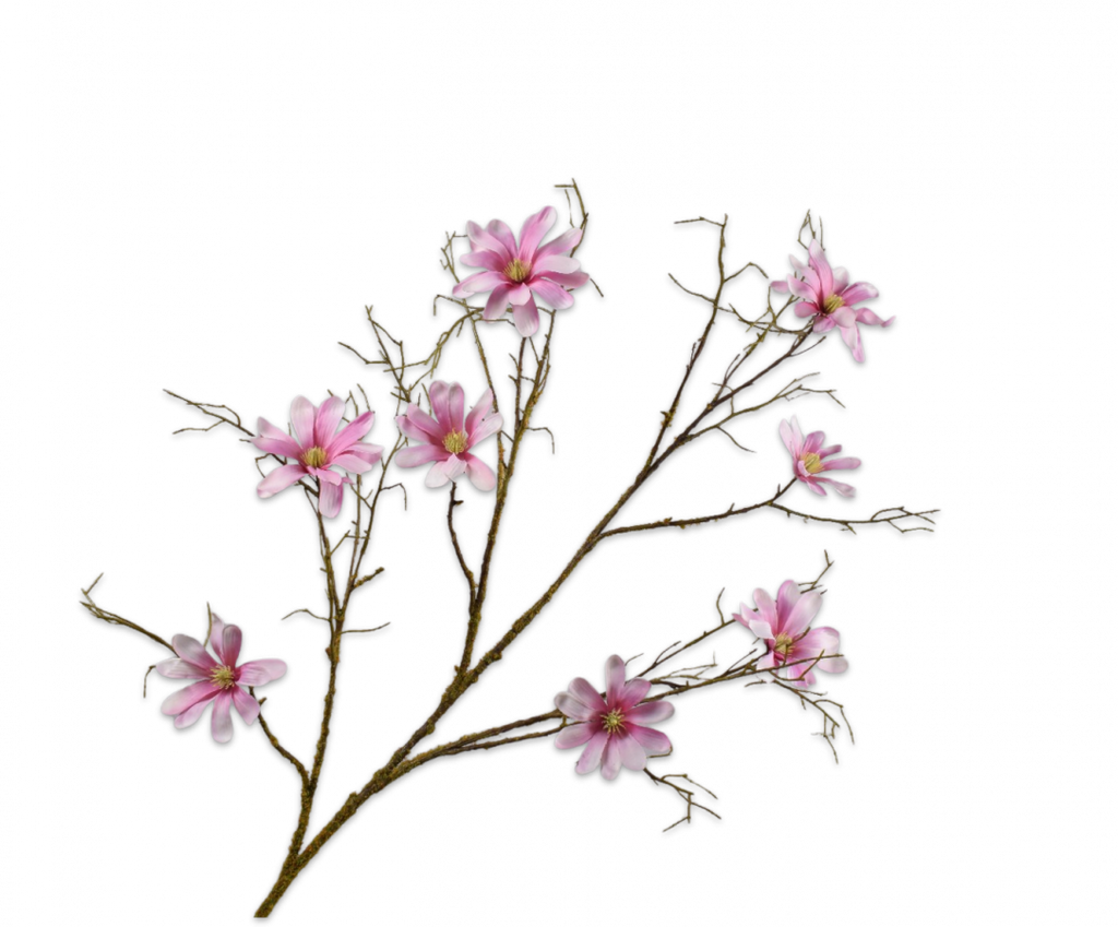 מגנוליה פרמיום ורודה 126 ס"מ