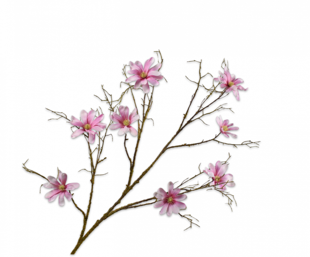 מגנוליה פרמיום ורודה 126 ס"מ