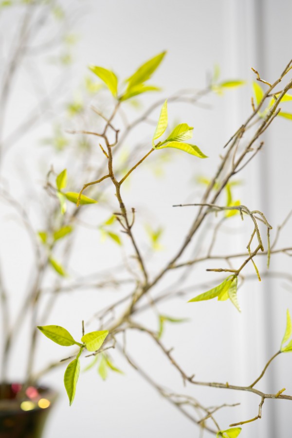 ענף פרמיום ווילו 138 ס"מ