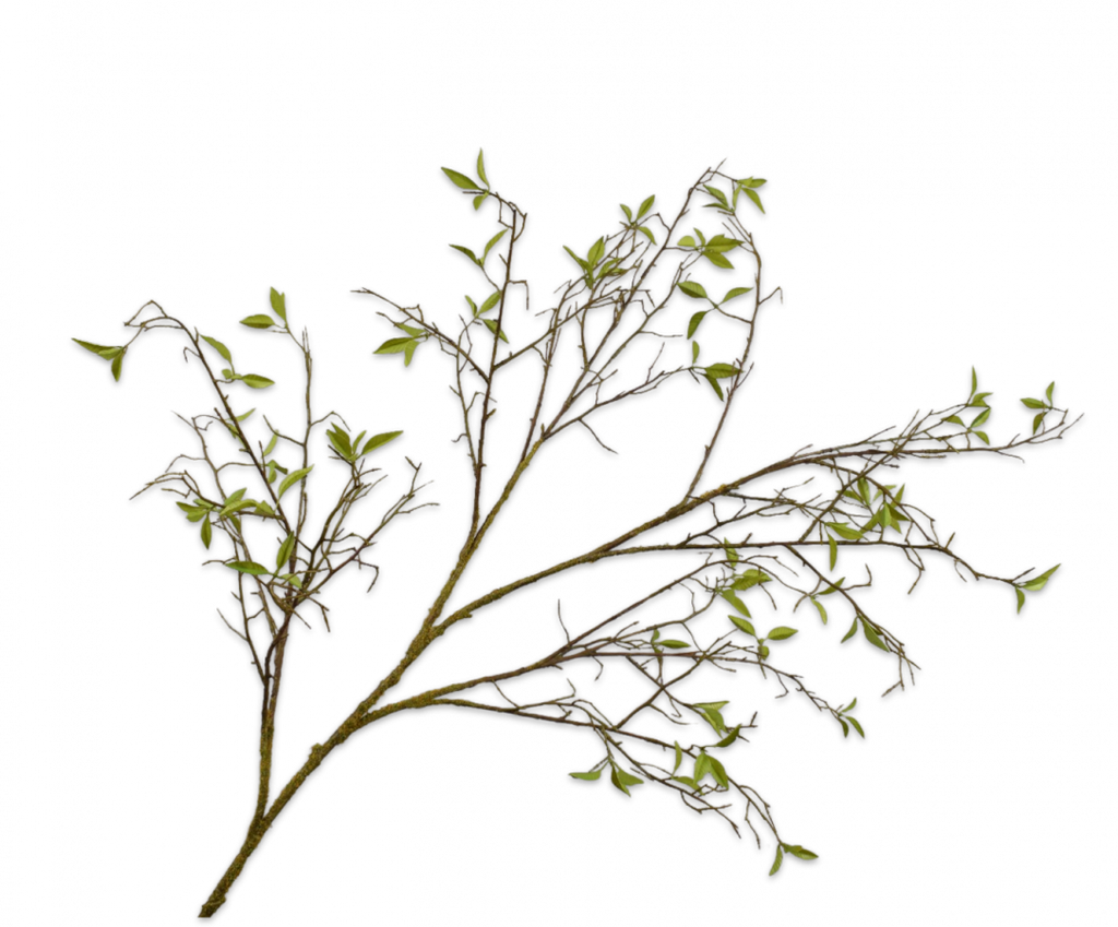 ענף פרמיום ווילו 138 ס"מ