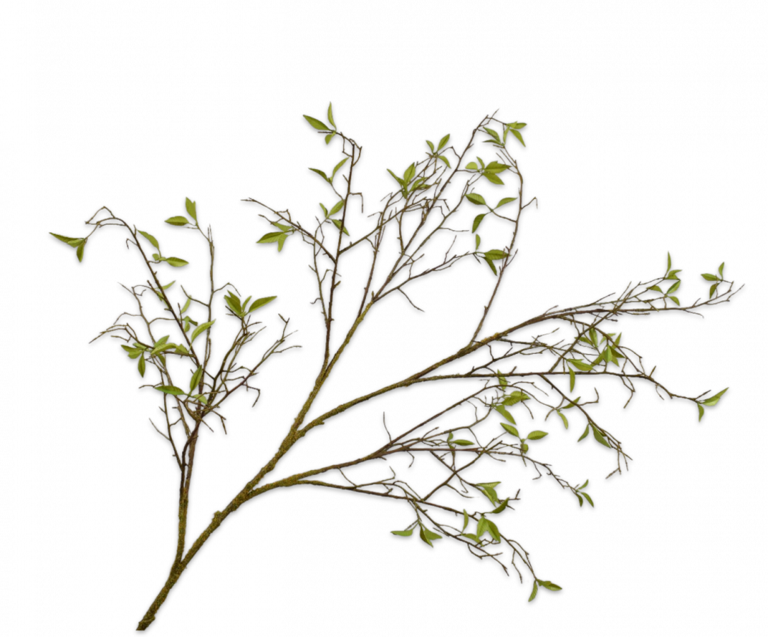 ענף פרמיום ווילו 138 ס"מ