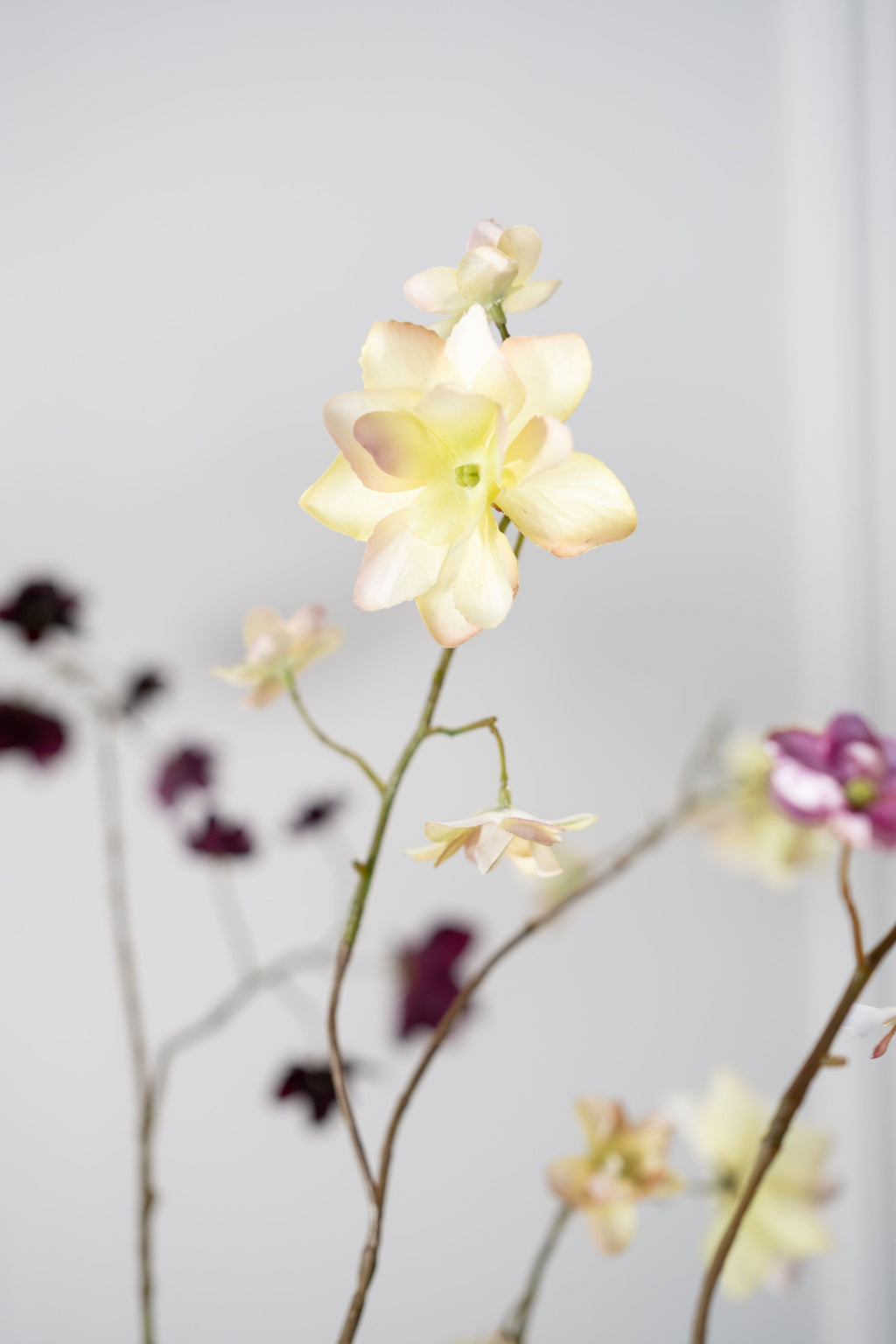 הורטנזיה פרמיום בהיר 75 ס"מ