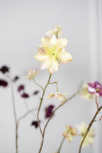 הורטנזיה פרמיום בהיר 75 ס"מ