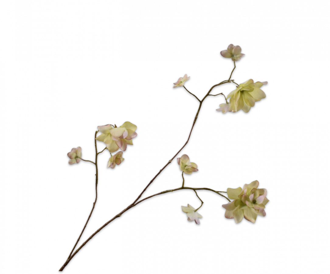 הורטנזיה פרמיום בהיר 75 ס"מ