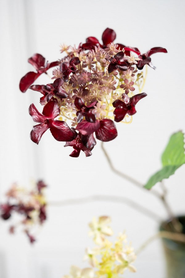 הורטנזיה פרמיום בורדו 71 ס"מ