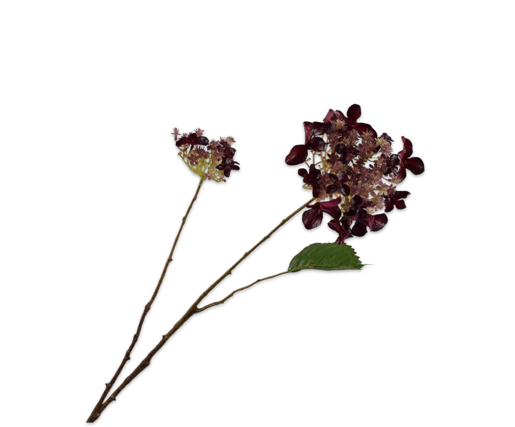 הורטנזיה פרמיום בורדו 71 ס"מ