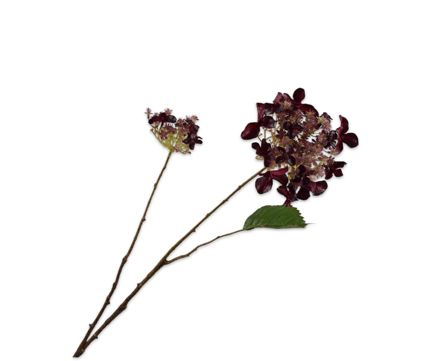 הורטנזיה פרמיום בורדו 71 ס"מ