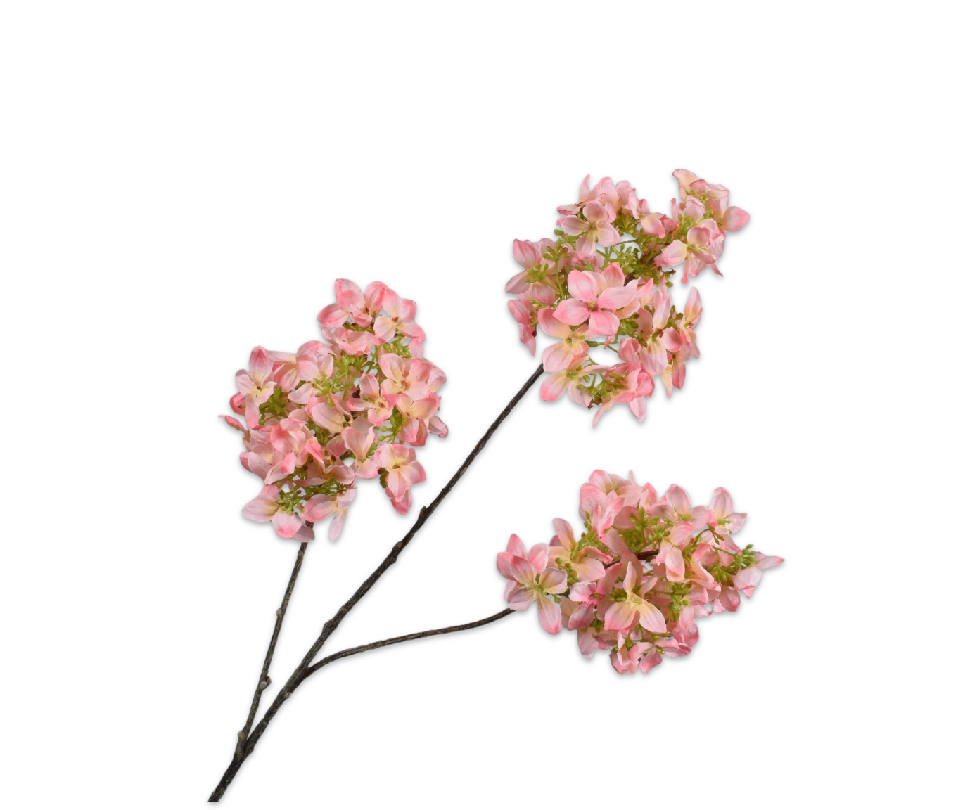 הורטנזיה פרמיום 98 ס"מ