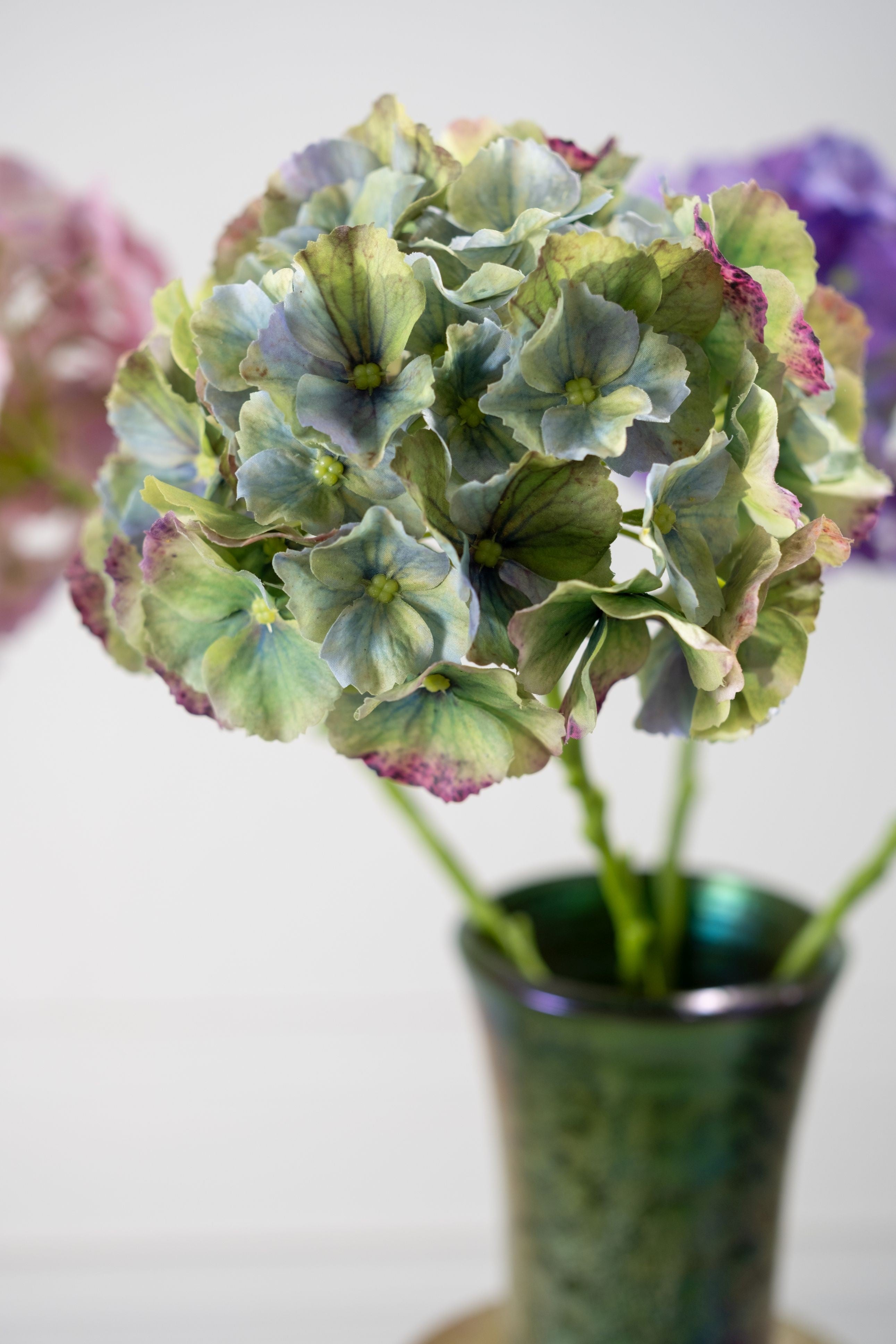 הורטנזיה פרמיום ירוק