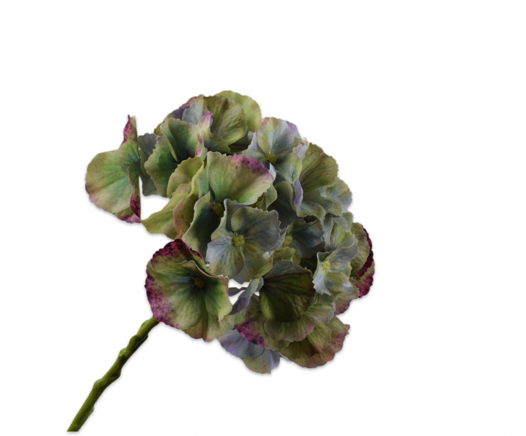 הורטנזיה פרמיום ירוק