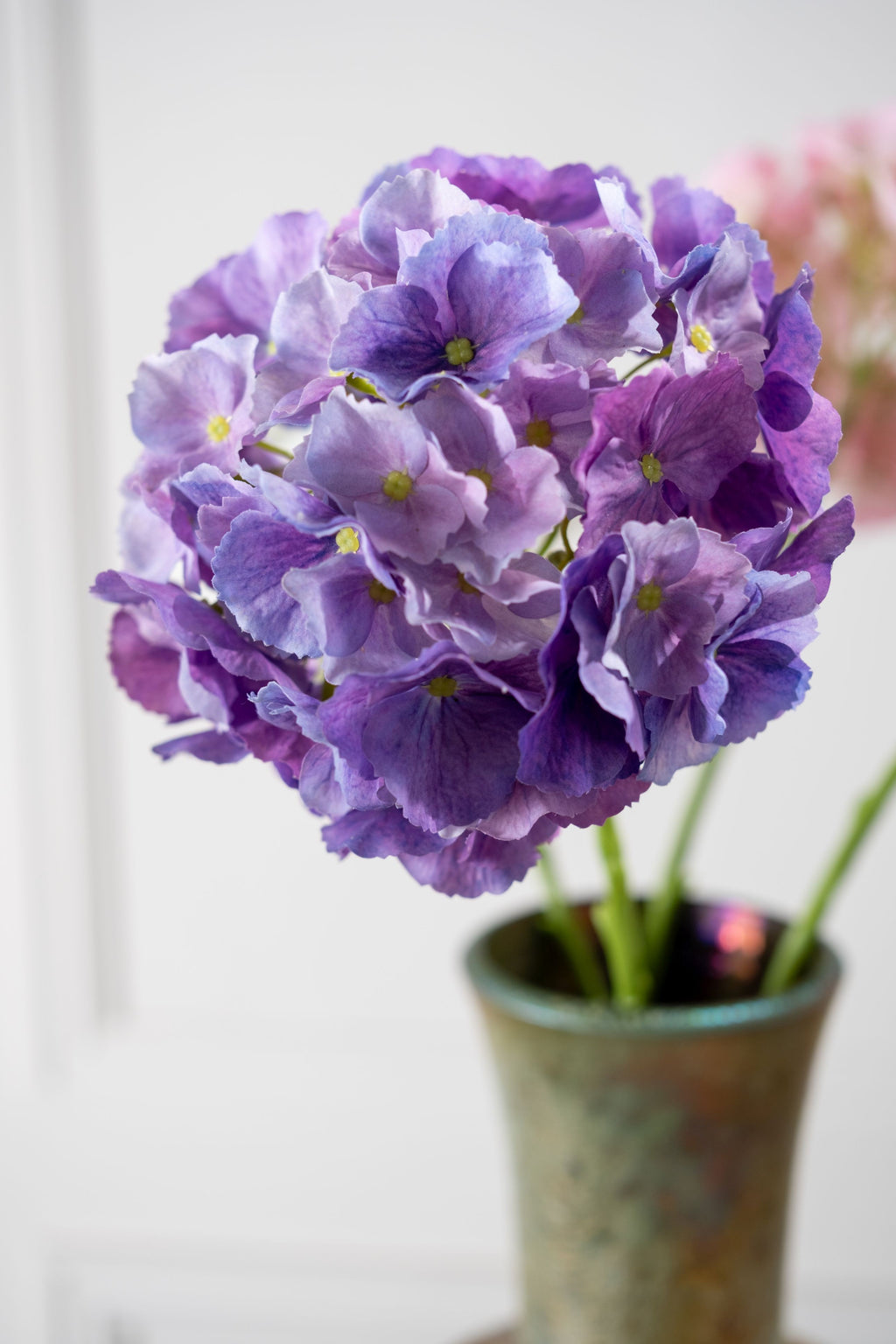 הורטנזיה פרמיום סגולה