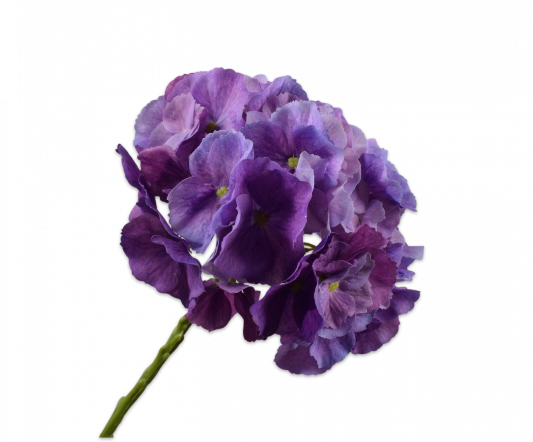 הורטנזיה פרמיום סגולה