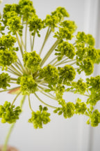 חרדל פרמיום ירוק 85 ס"מ