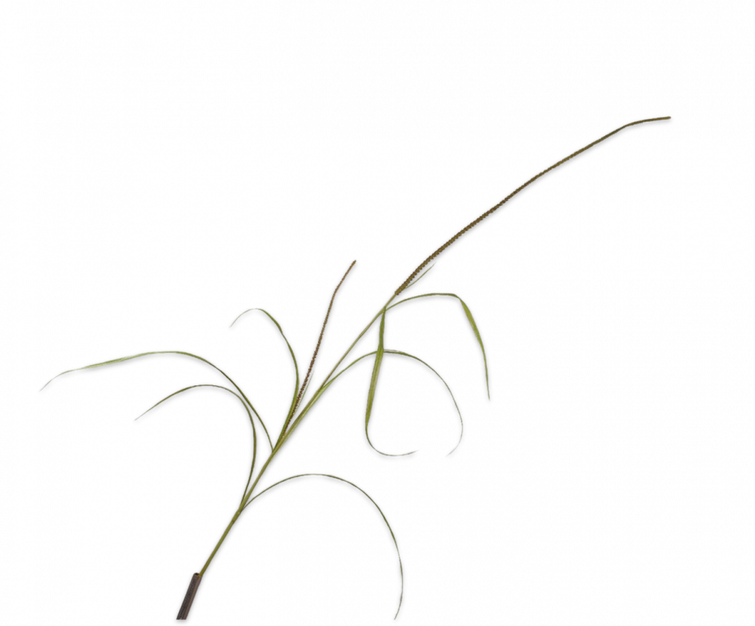 ירק פרמיום גבוה 178 ס"מ