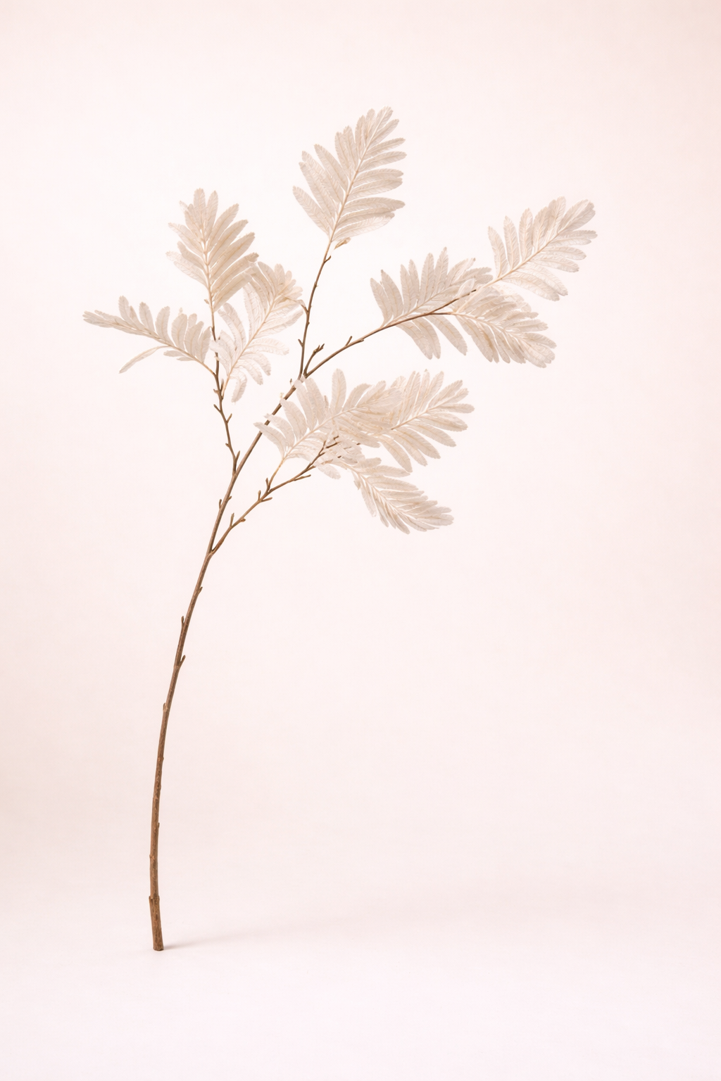 ענף מימוזה לבנה