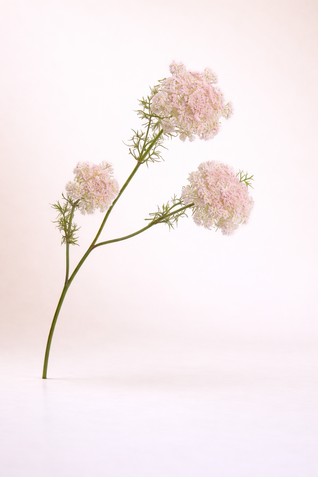 תחרת המלכה אן - ורוד