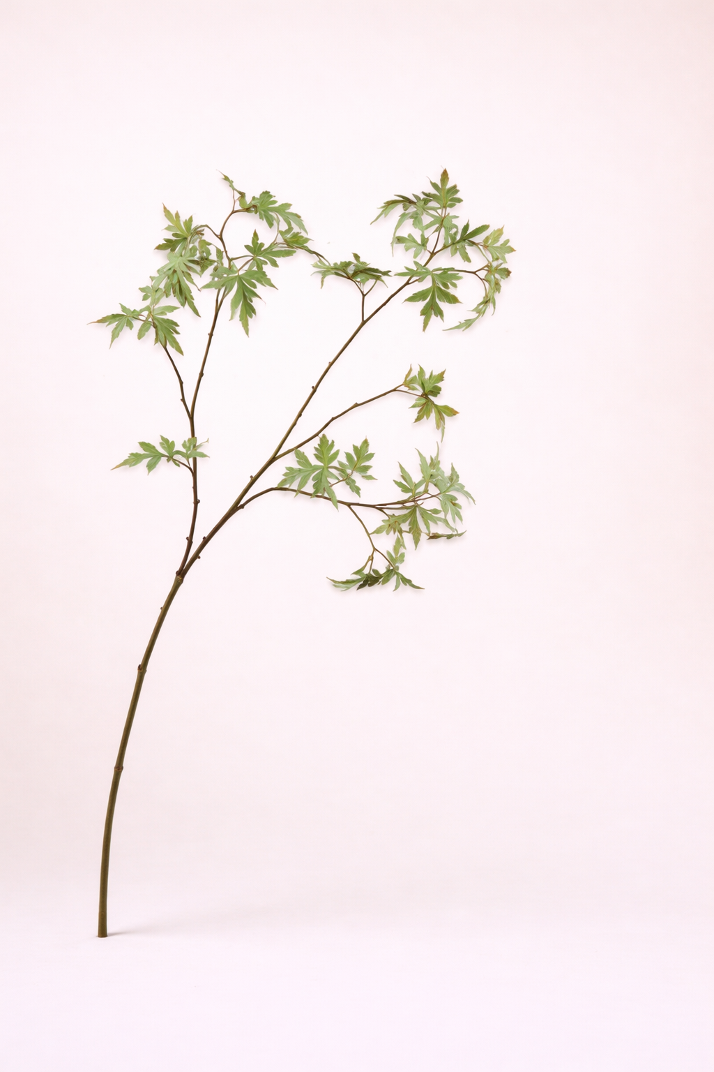 ענף עלים ירוקים