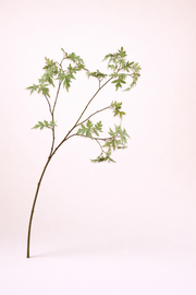 ענף עלים ירוקים