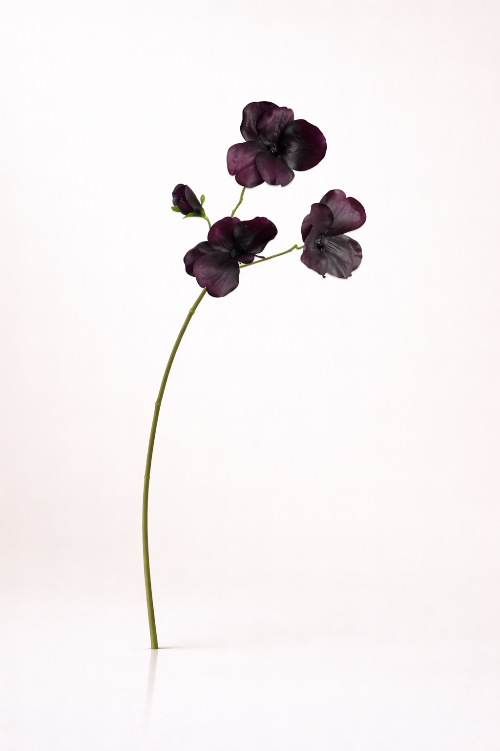 אמנון ותמר סגול כהה