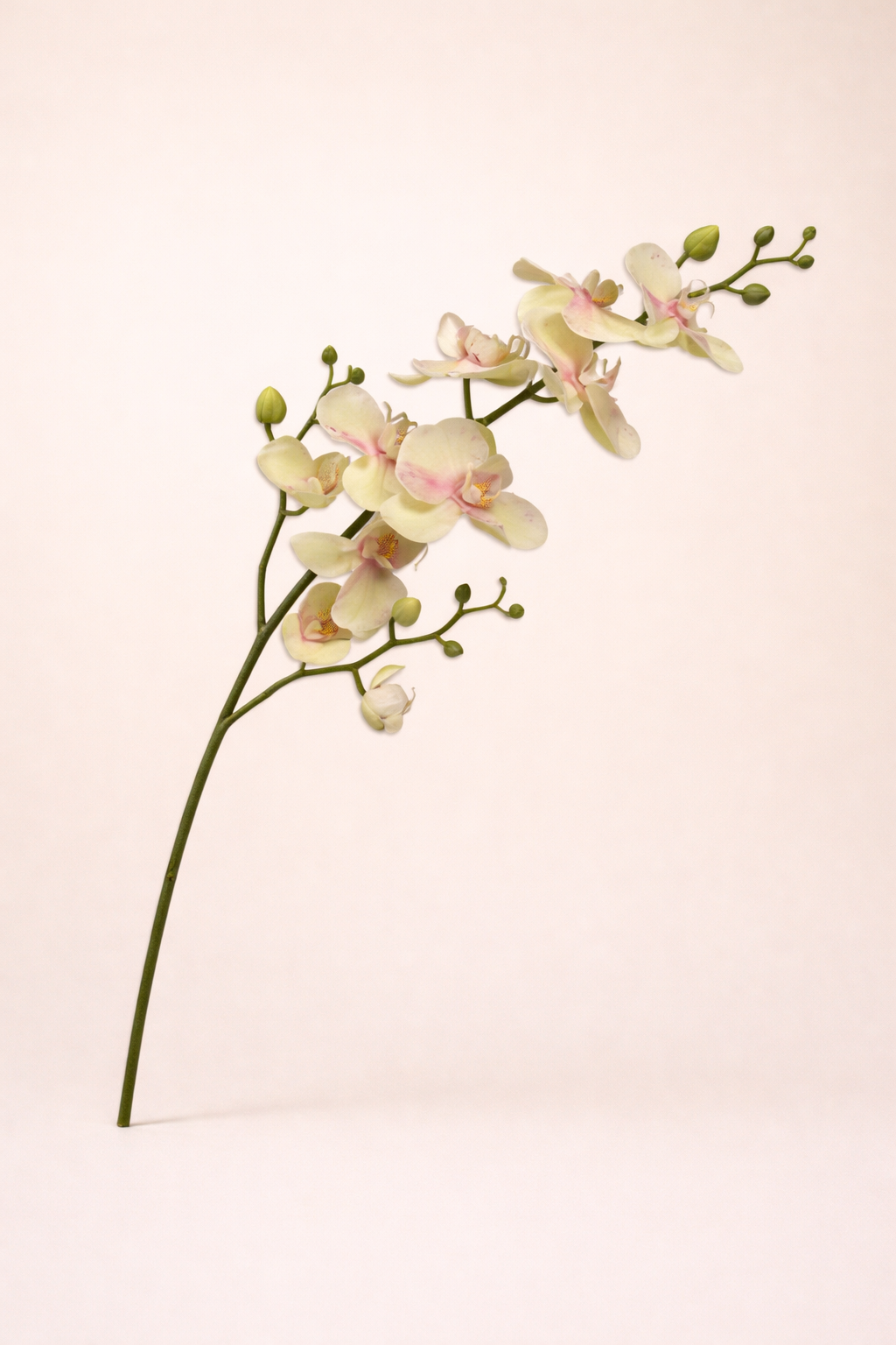 סחלב ירוק בהיר