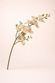 סחלב ירוק בהיר