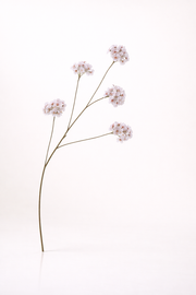 בלוסום שמנת גדול