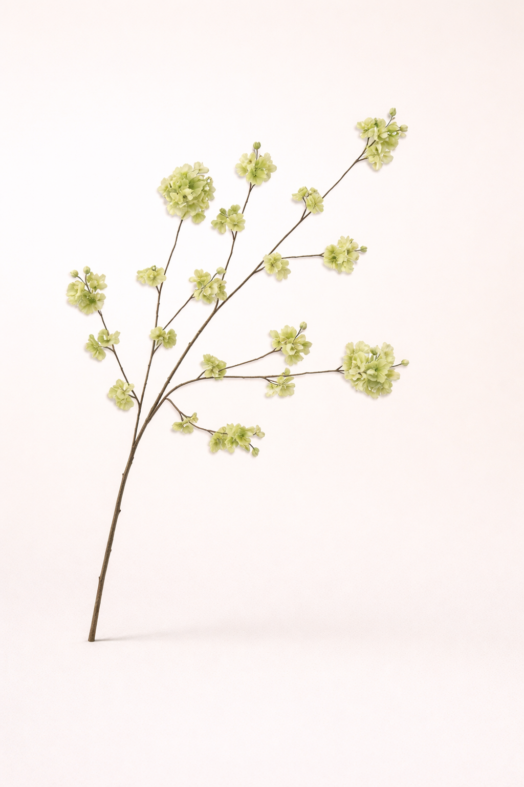 בלוסום ירוק