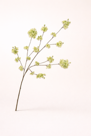 בלוסום ירוק