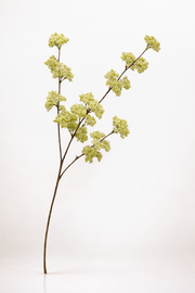 תחרת המלכה אן ירוק בהיר