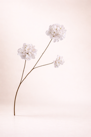 ענף פריחת הורטנזיה