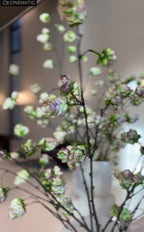 אצטרובל מינימליסטי