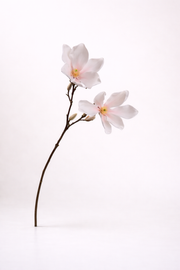 מגנוליה ורודה - גדול