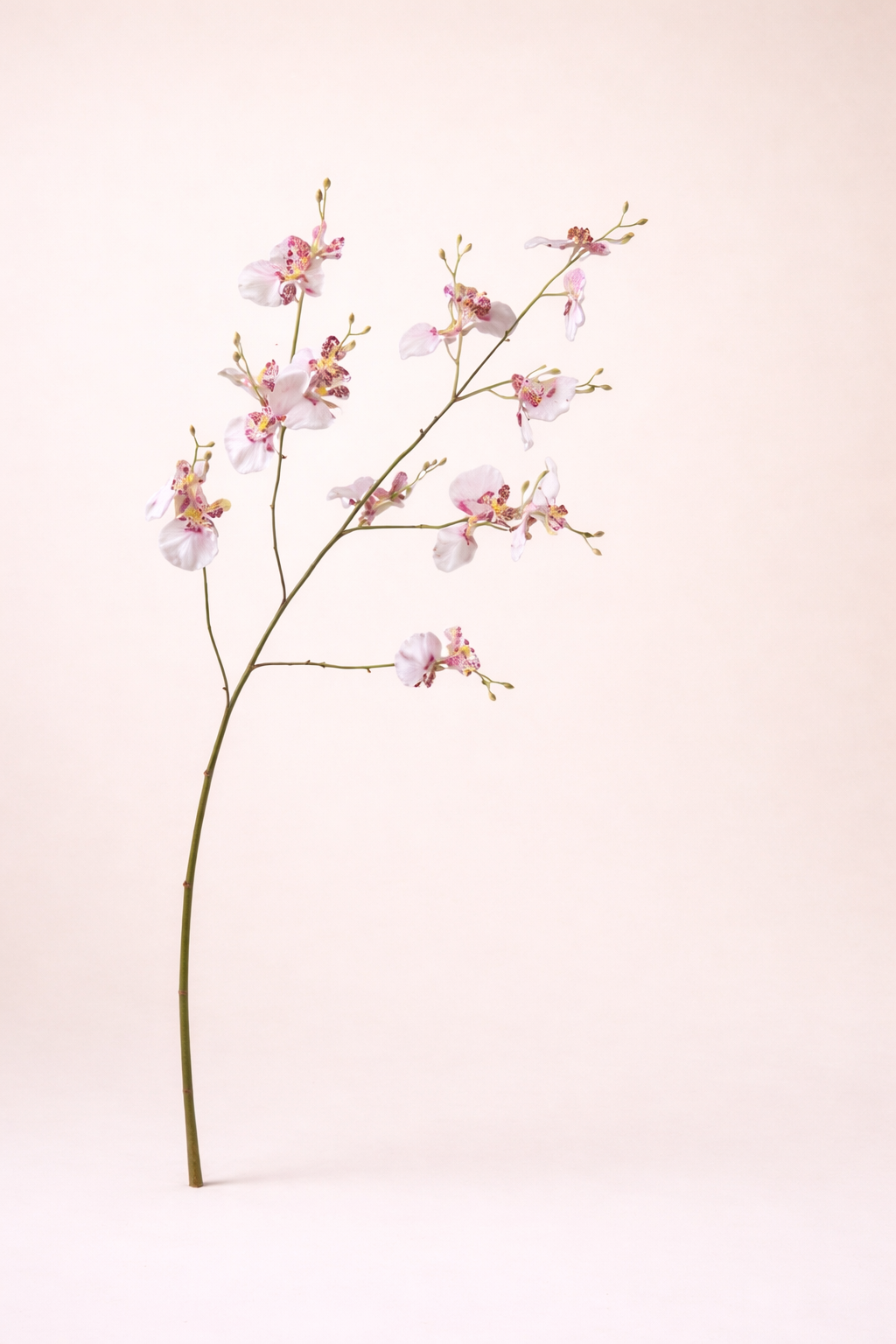 ענף סחלב לבן מנוקד