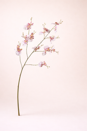 ענף סחלב לבן מנוקד