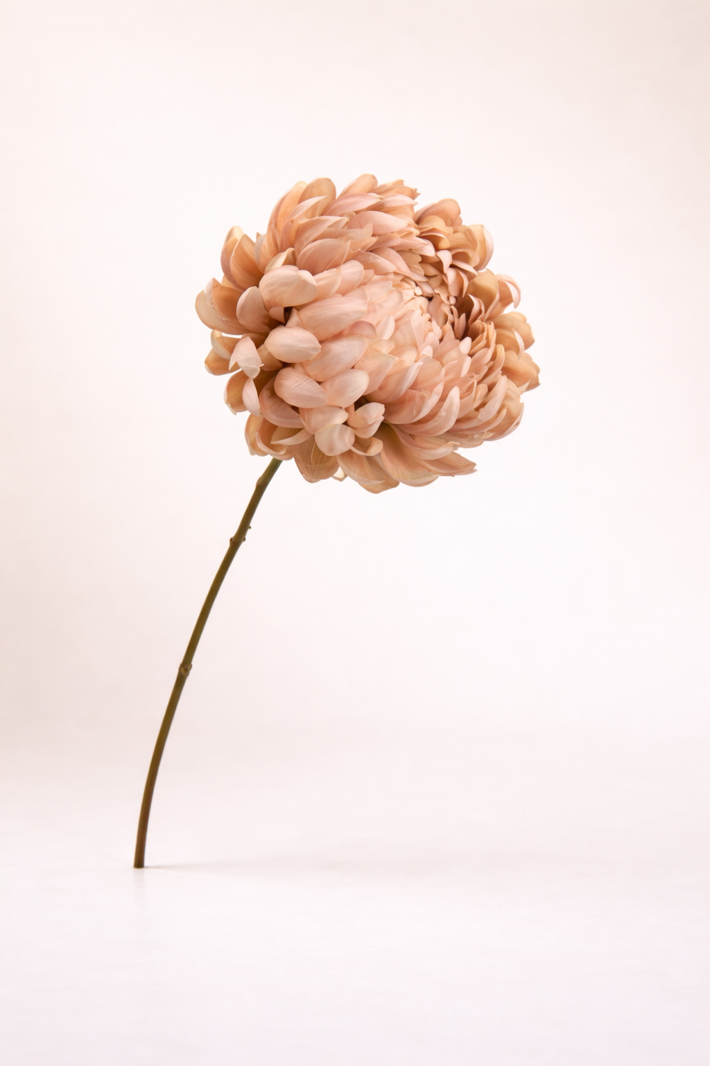 חרצית סמוקי