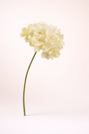 הורטנזיה קרם