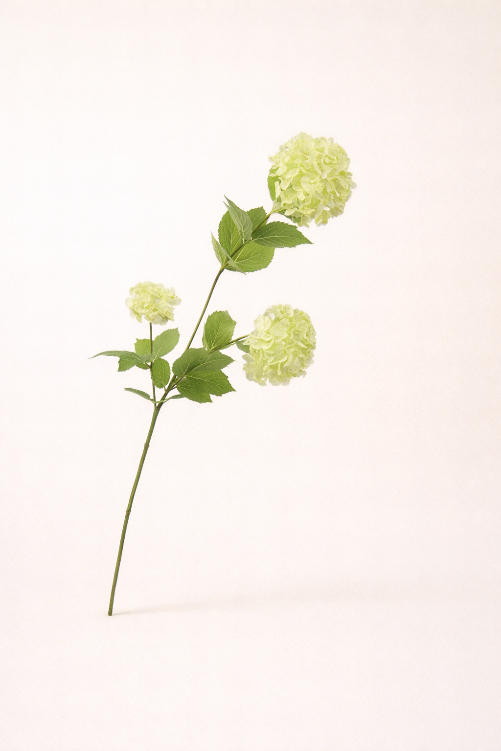 כדורי פריחה ירוקה