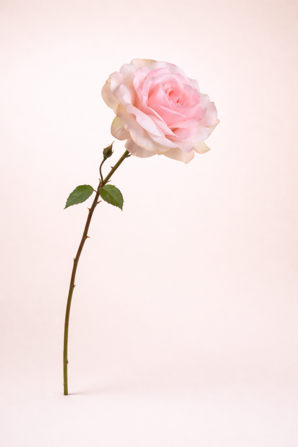 ורד ורוד בייבי