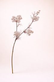 תחרת המלכה אן לבן