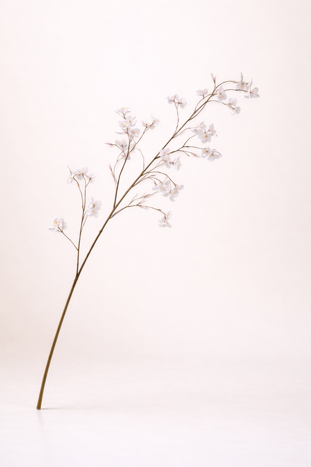 ענף פריחה לבנה