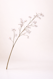 ענף פריחה לבנה