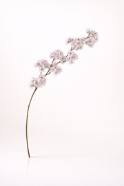 בלוסום שמנת