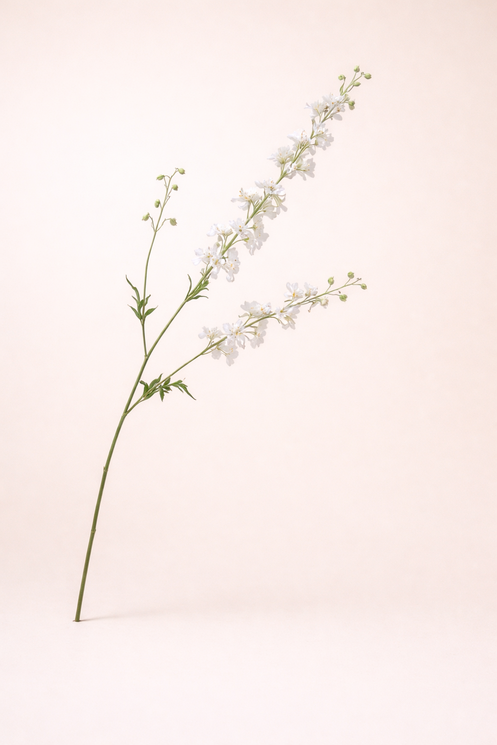 דלפיניום לבן