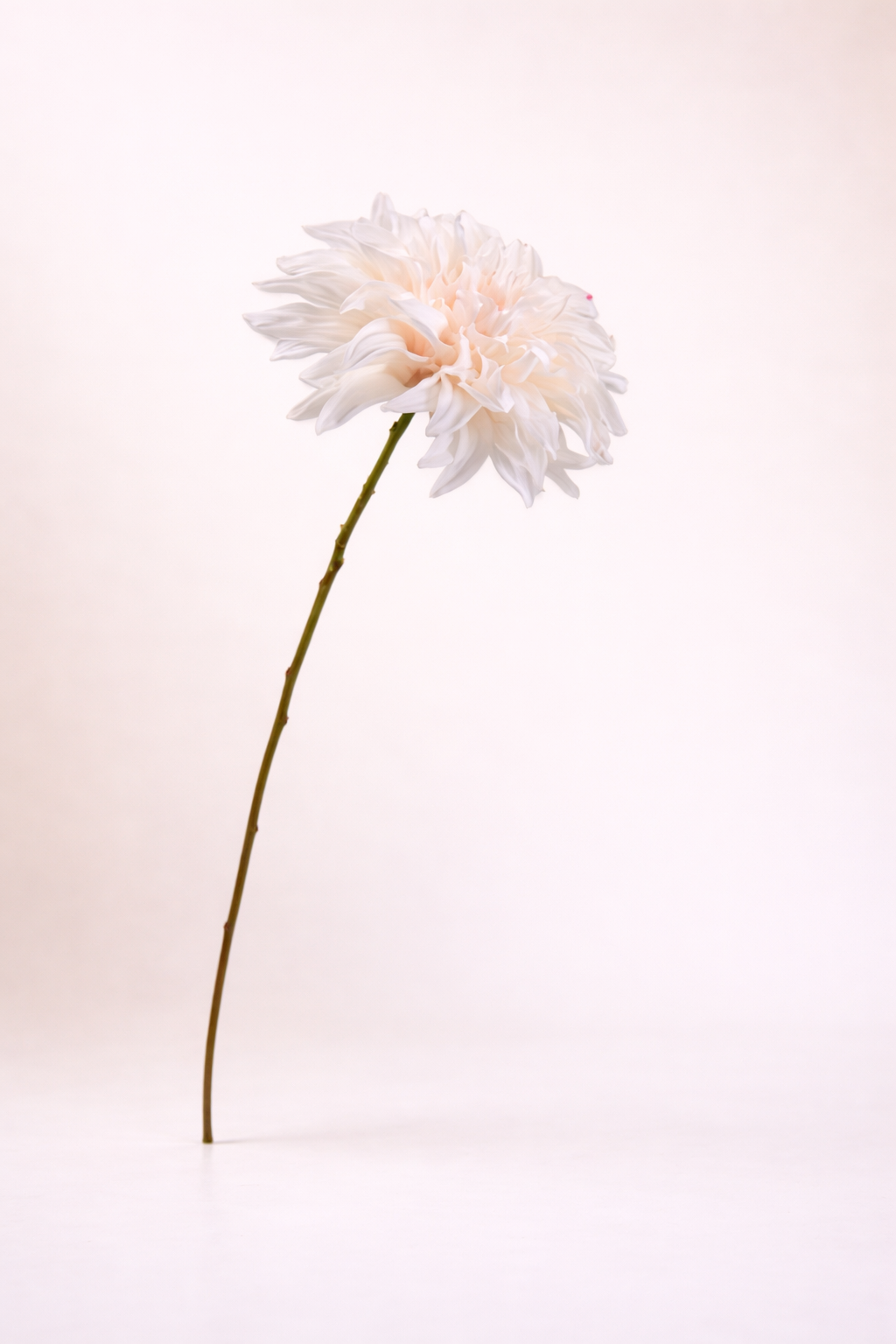 פריחת דליה קרם