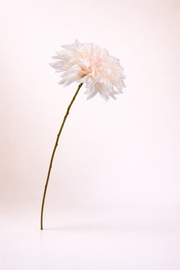 פריחת דליה קרם