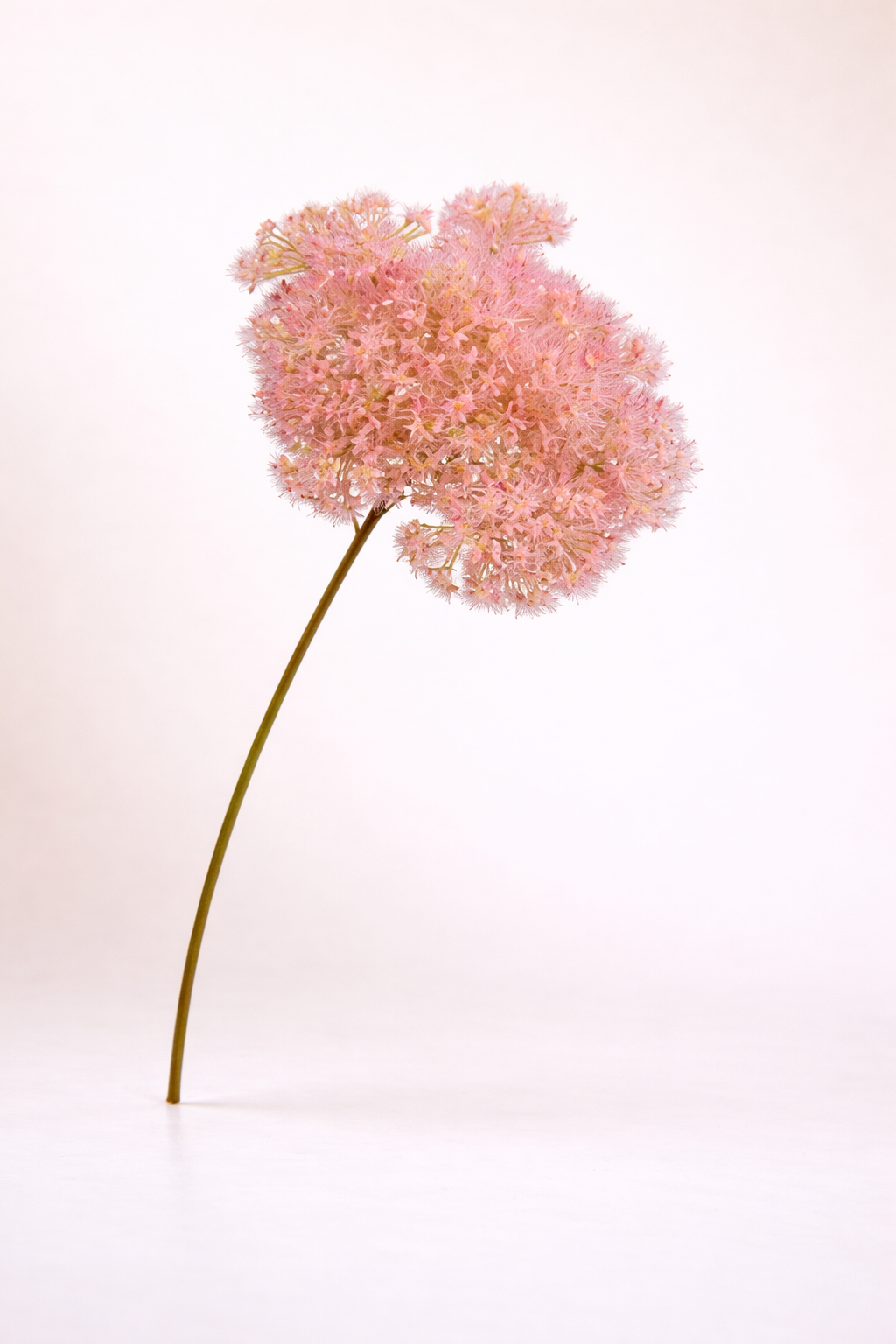 תחרת המלכה אן - אפרסק